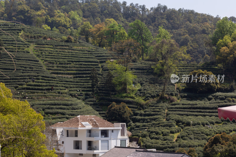 杭州杨梅岭绿意盎然的梯田式茶园