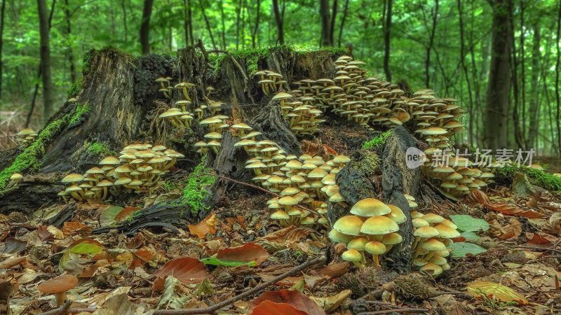 野生菌野生菌蘑菇生长环境菌类山菌