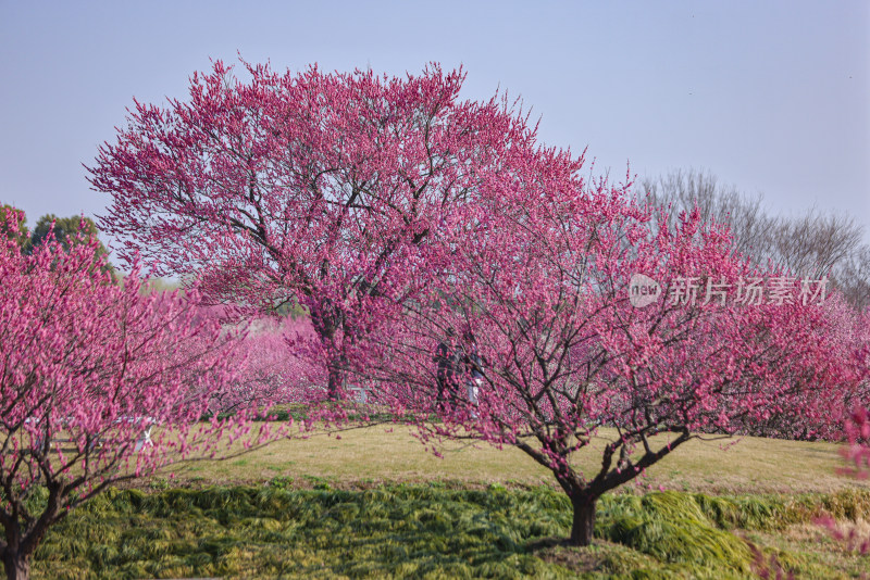 花开海上梅花节