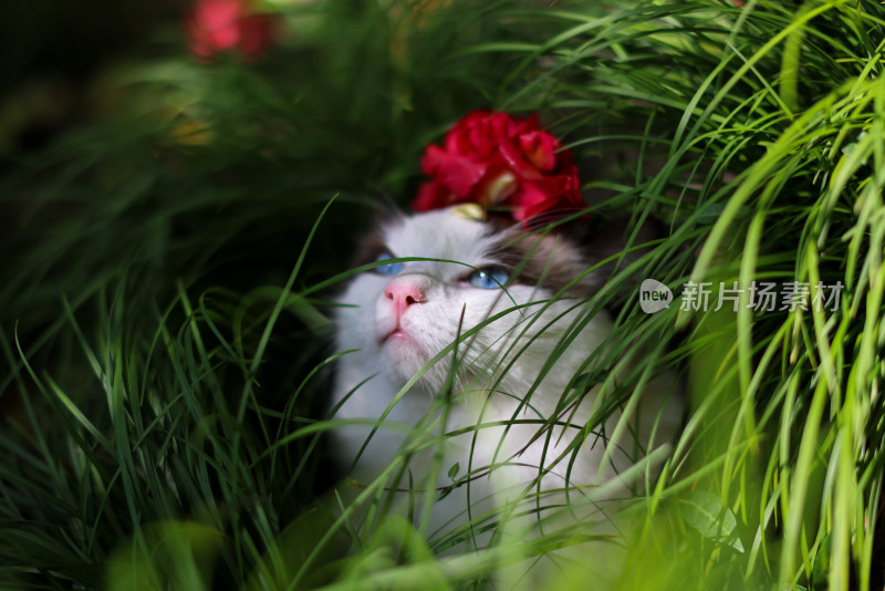 红色山茶花和布偶猫