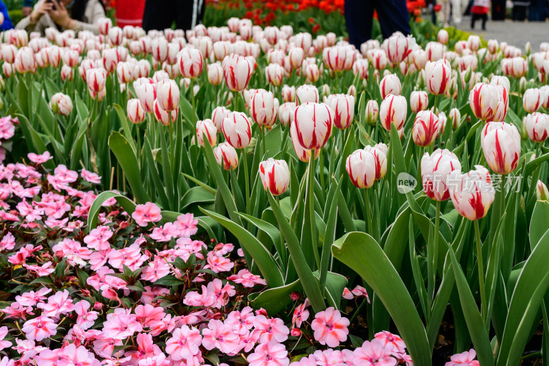 郁金香花卉景观