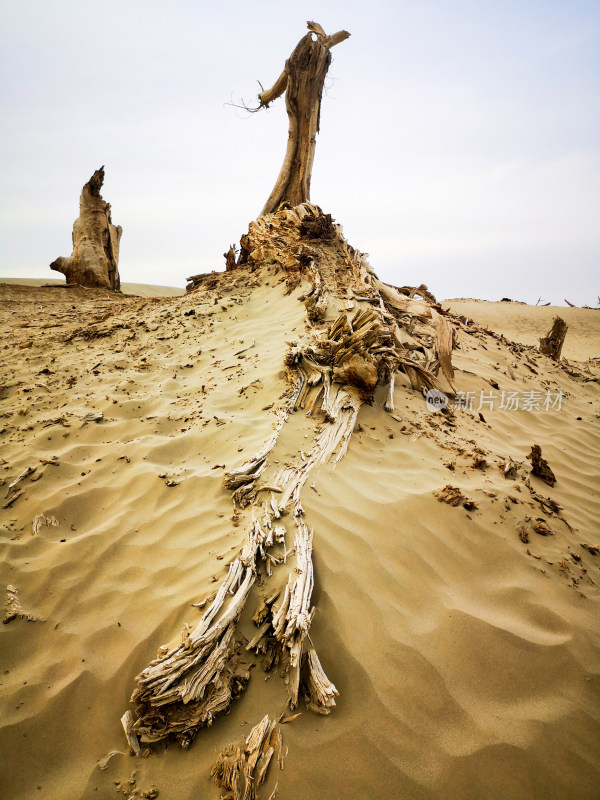 沙漠里的枯木胡杨
