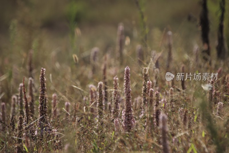 山东省威海市双岛湾西山村山坡上的瓦松开花