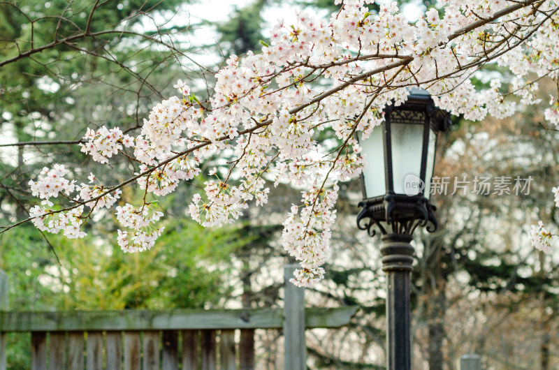 青岛中山公园的樱花盛开