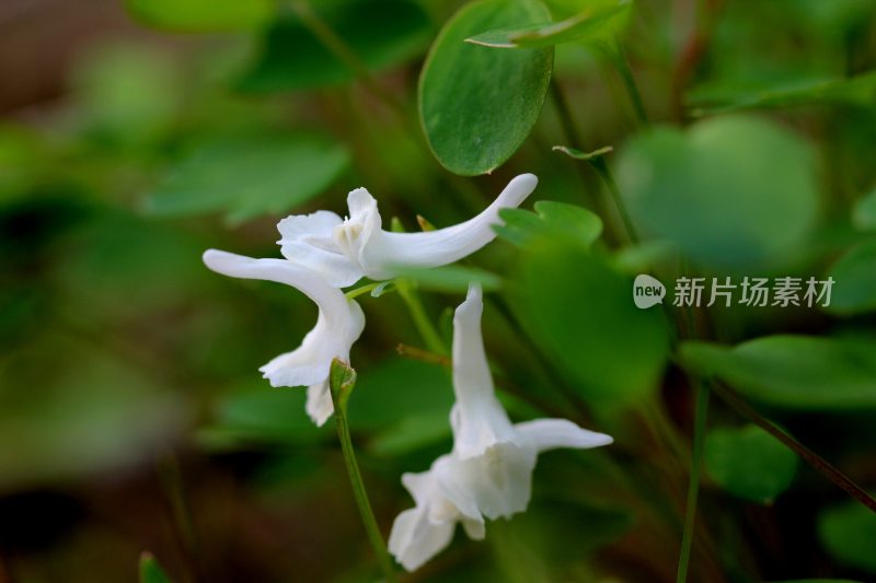 野生中药材元胡的花朵和果实