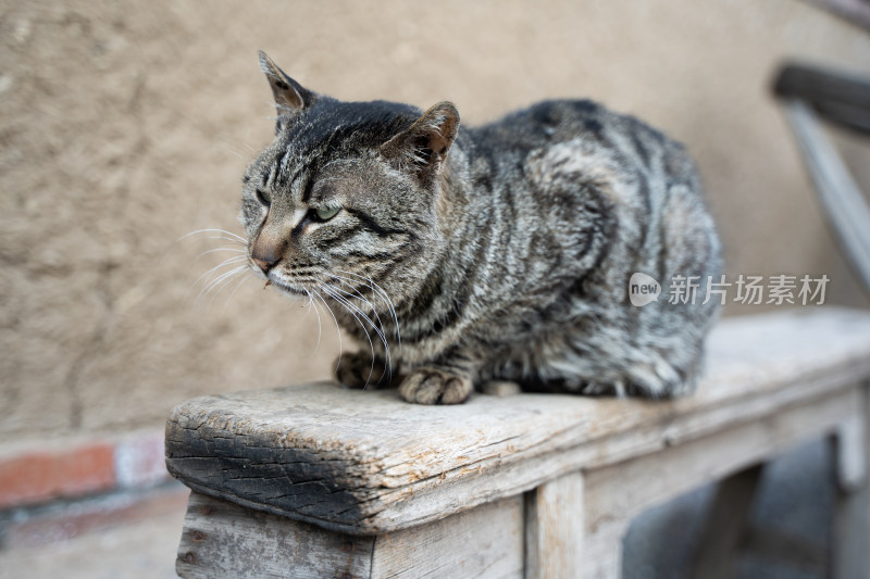 猫在院子中休息