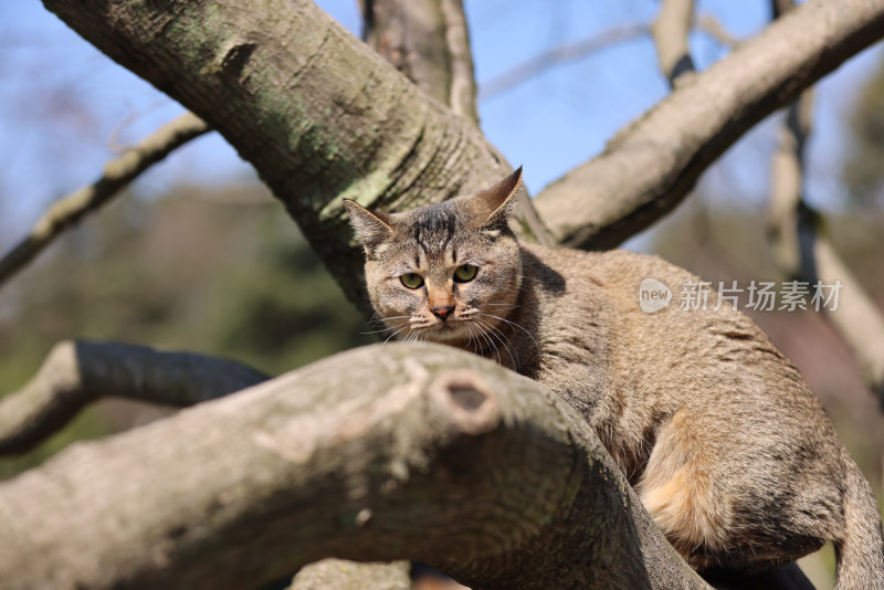 杭州西湖花港观鱼的流浪猫狸花猫