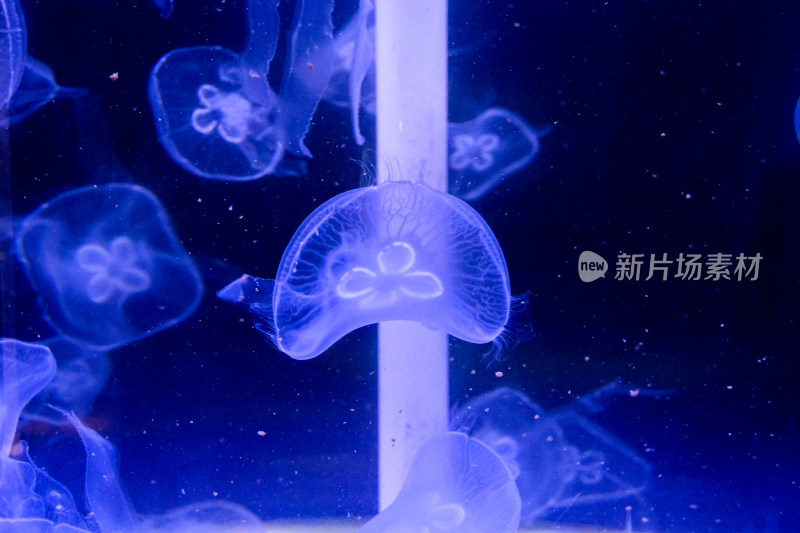 海洋生物水母