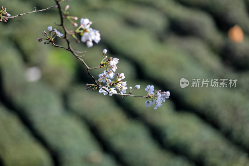 春天盛开的樱花特写