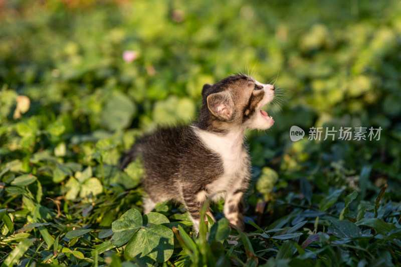 草丛里的小猫咪