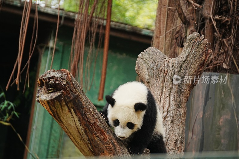 大熊猫幼崽抱树干休憩