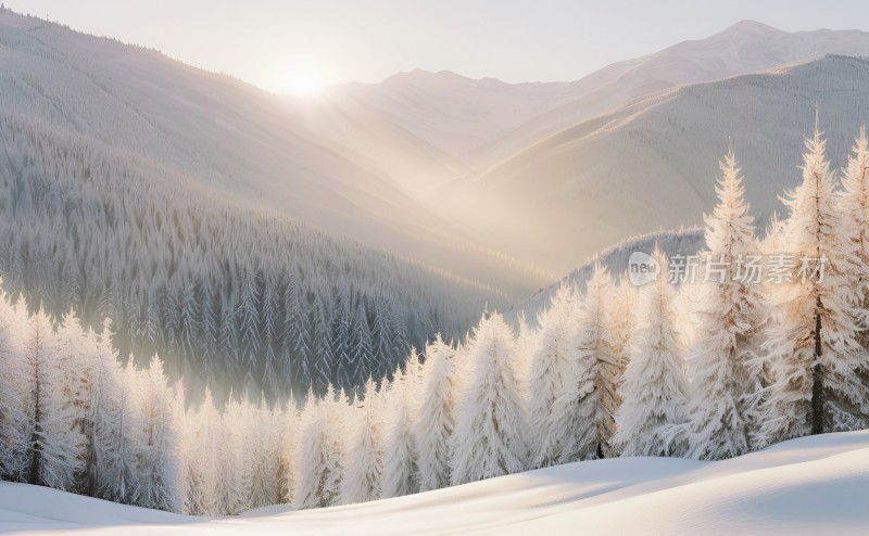 冬季森林白雪覆盖风景