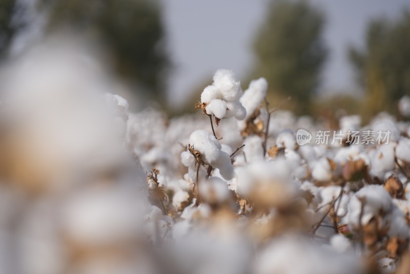 新疆 棉花 长绒棉  棉花田 棉桃 丰收