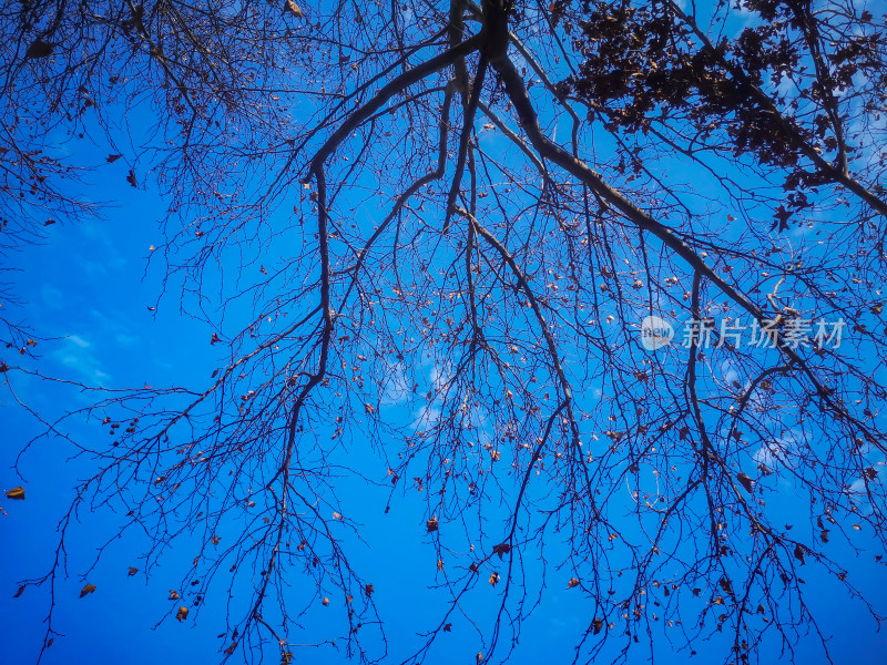 枯萎花草树木蓝天白云自然风光摄影