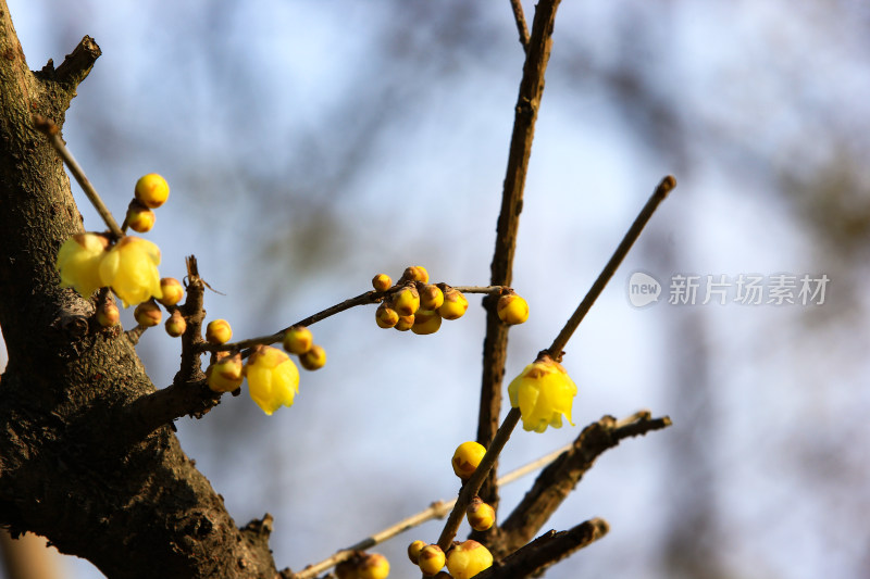 冬天腊月盛开的蜡梅花