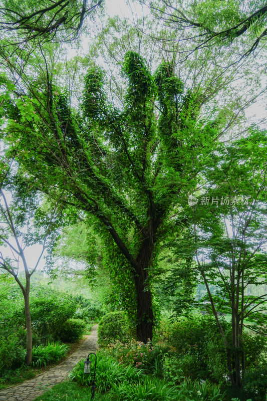 小路树林绿色植物大树