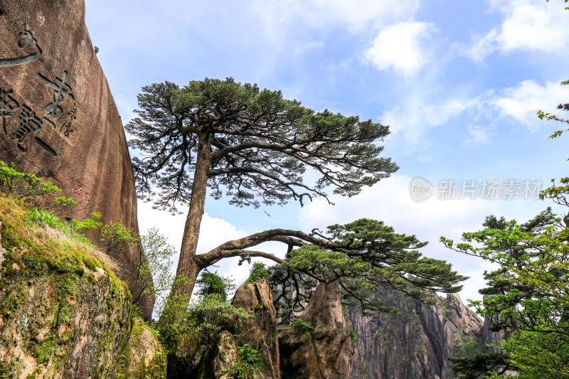 黄山迎客松