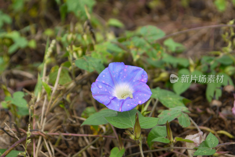 露珠牵牛花