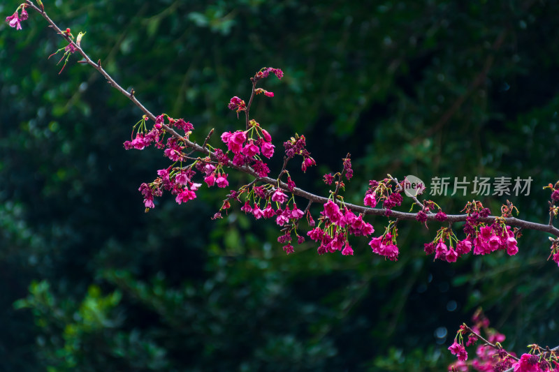 枝头绽放的粉红色花朵