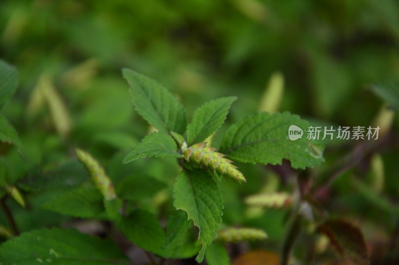 林芝路边的花花草草