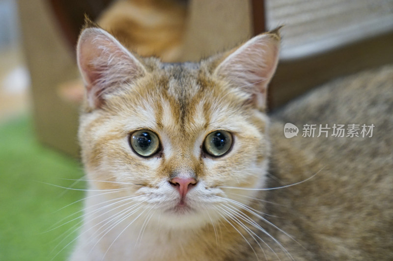 欧洲短毛猫宠物猫特写