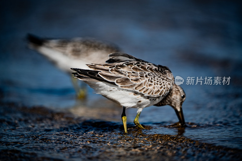 海鸥红嘴鸥