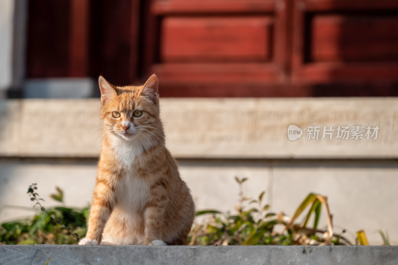 镜头中的橘猫