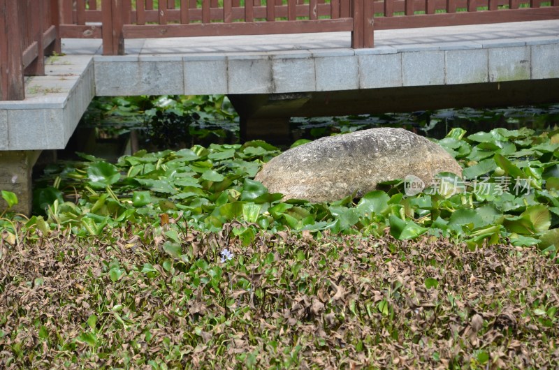 广东东莞：水浮莲