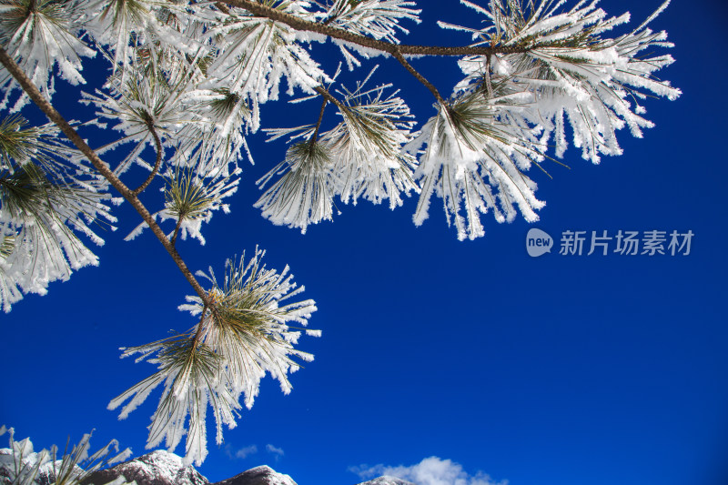 中国西藏地区冬季雾凇及雪绒花