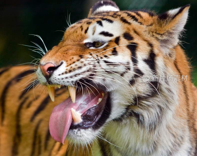 野生动物老虎食肉动物狩猎者