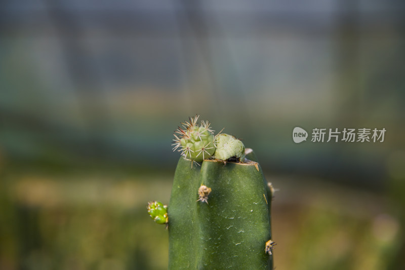 仙人球多肉植物