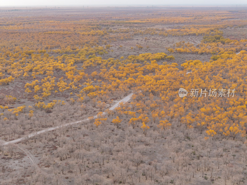 新疆南疆巴州沙雅139秘境公路胡杨林航拍