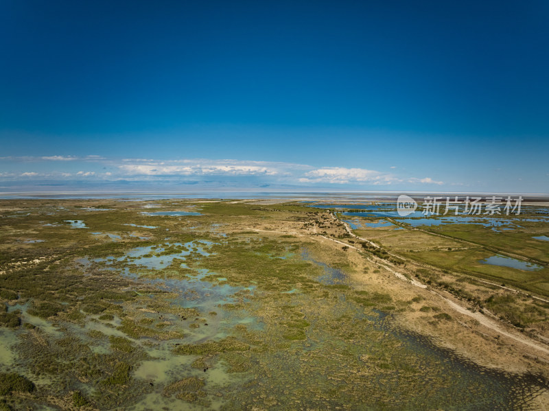 新疆艾比湖湿地