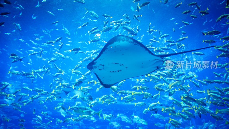 三亚亚特兰蒂斯酒店的水族馆