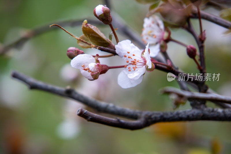 春天枝头盛开的紫叶李鲜花特写