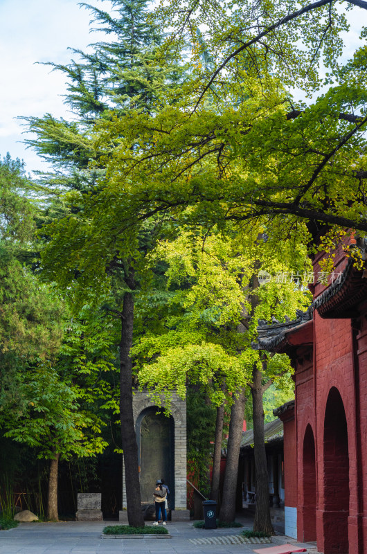 河南省洛阳白马寺秋天银杏树叶开始变黄