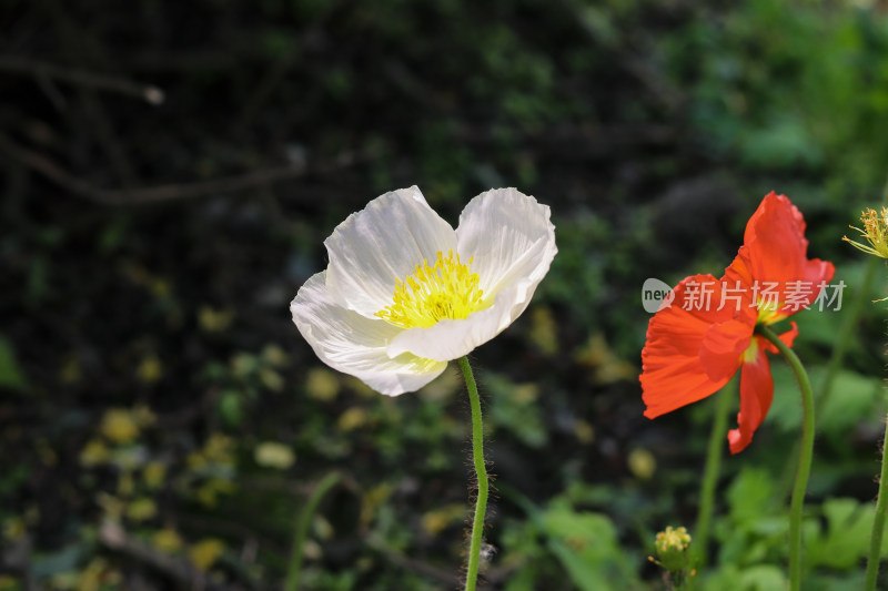 虞美人开花特写