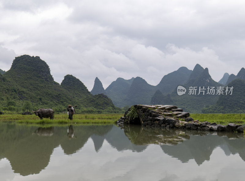 广西桂林状元桥老人牵牛放牧意境风光