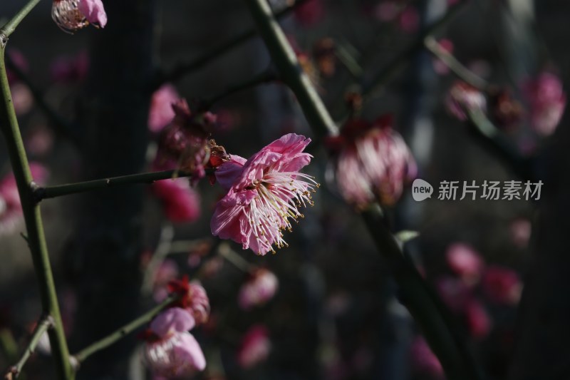 梅花 腊梅 红梅花