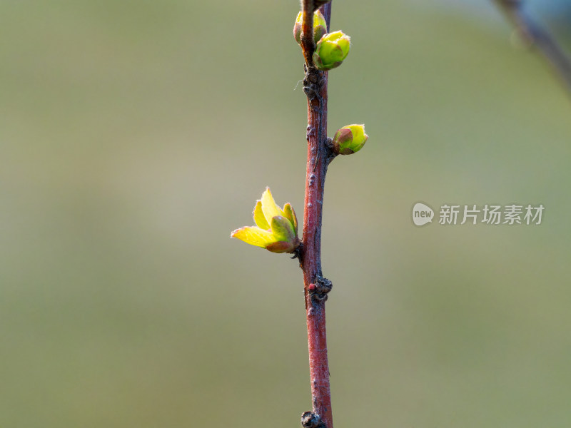 春天萌芽