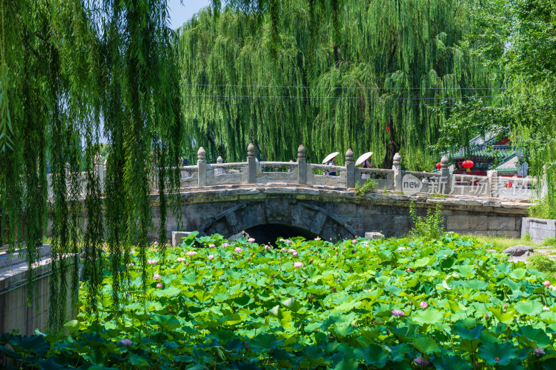 北京中轴线什刹海万宁桥夏天荷花