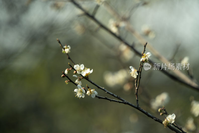 冬天小寒节气梅花盛开