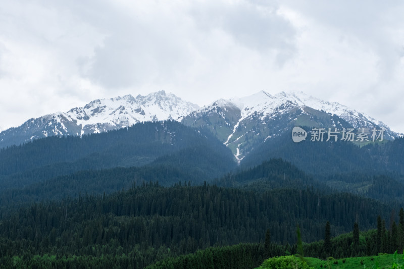 新疆伊犁恰西雪山森林草原风光