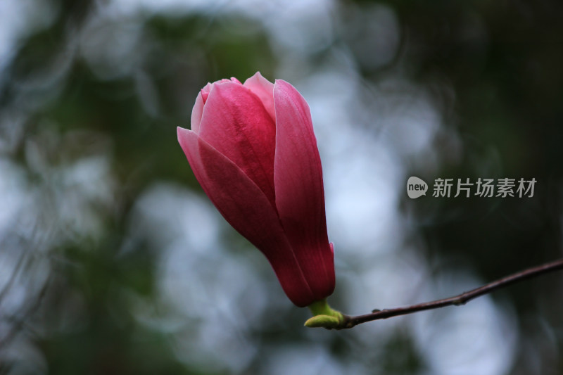 粉色玉兰花特写