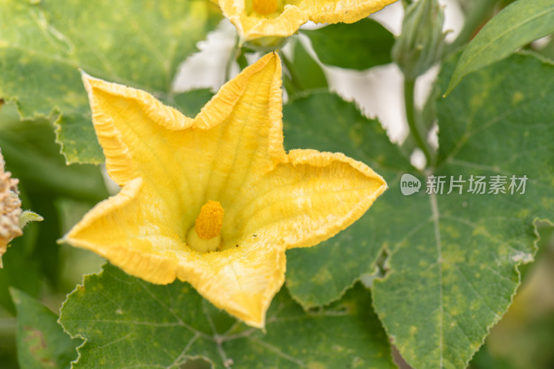 阳光下田地里黄色南瓜花上觅食的昆虫