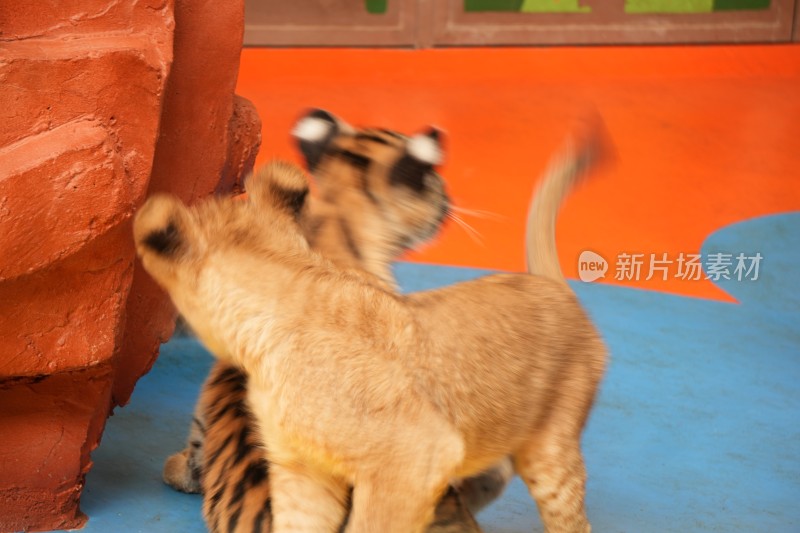 小老虎和小狮子打闹嬉戏的瞬间