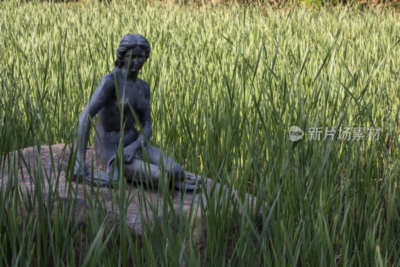稻田里的雕塑女人