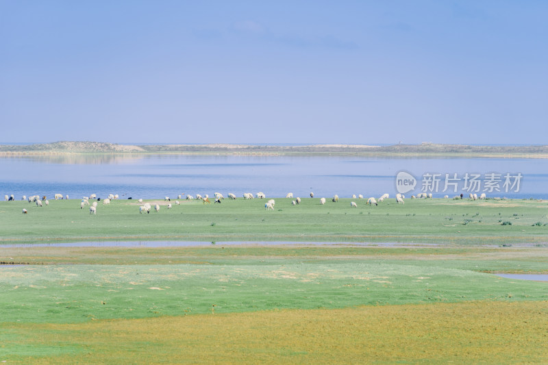 青海省海北州-青海湖东洱海草地上的羊群