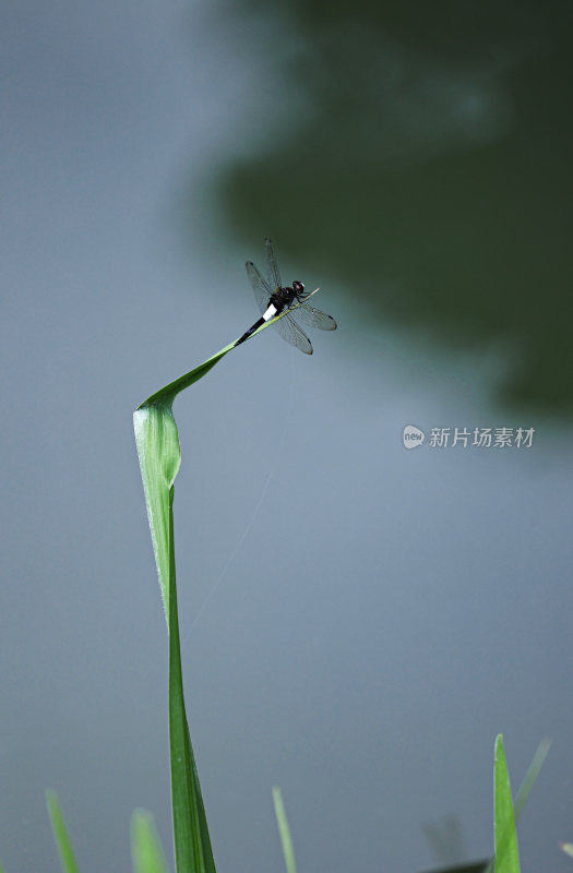 黑色蜻蜓停住于绿叶上栖息-自然生态素材