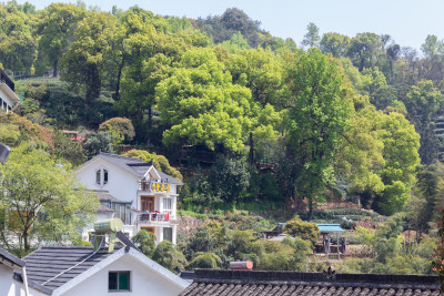 杭州杨梅岭绿意盎然的梯田式茶园